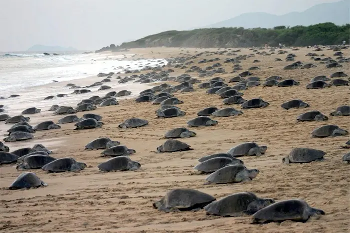 Inicia temporada de protección de la tortuga marina en la Costa Michoacana